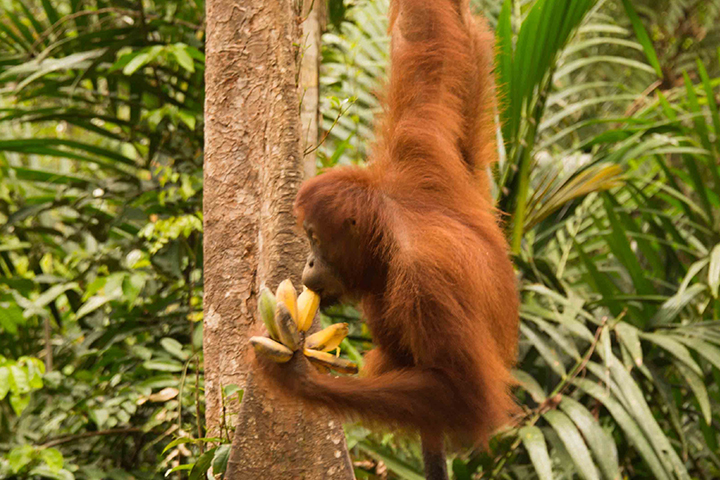 sitis tanjug puting indonesia borneo orangutan klotok tours content 25
