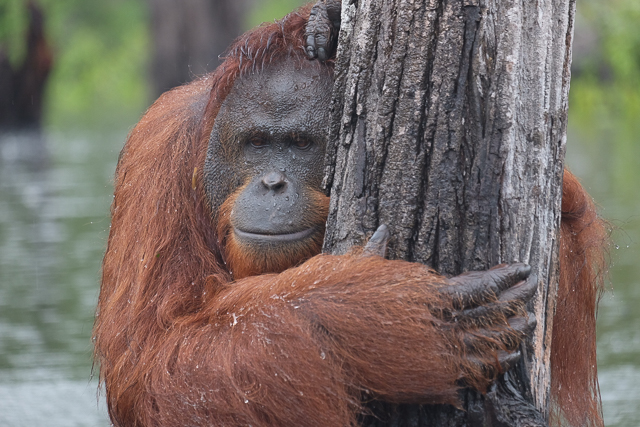 tanjung puting orangutan klotok boat tours independent tour guides 25