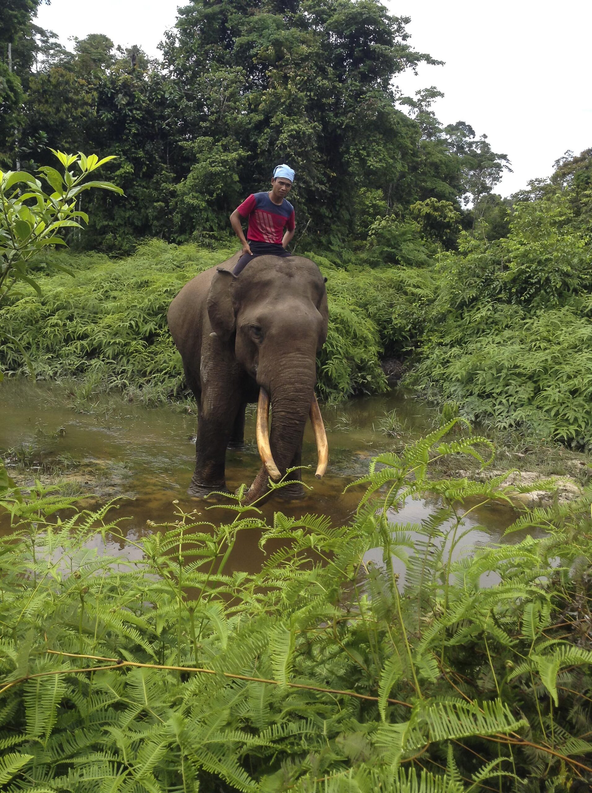 tesso nilo national park indonesia elephant conservation tour sanctuary sumatra 3 scaled